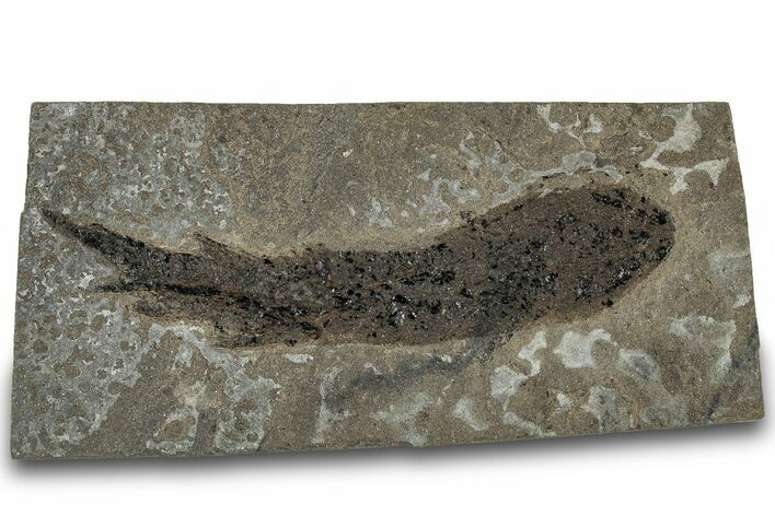 Devonian Lobed-Fin Fish (Osteolepis) Fossil - Scotland #319626